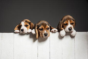 Image showing Studio shot of beagle puppies on grey studio background