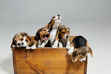 Image showing Studio shot of beagle puppies on white studio background