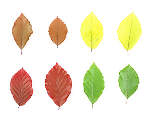 Image showing Isolated leaves
