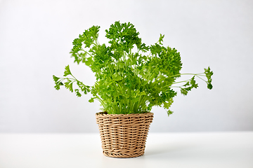 Image showing green parsley herb in wicker basket on table