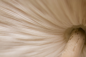 Image showing mushroom