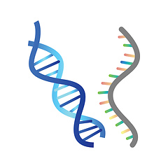 Image showing DNA and RNA vector illustration on white background