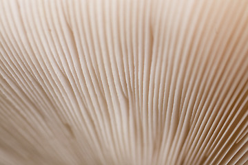 Image showing mushroom