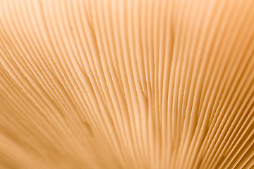 Image showing mushroom