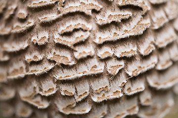 Image showing mushroom