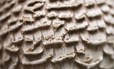 Image showing mushroom