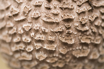 Image showing mushroom