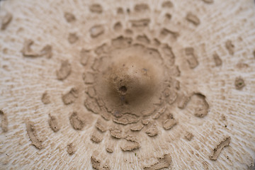 Image showing mushroom