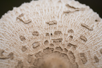 Image showing mushroom