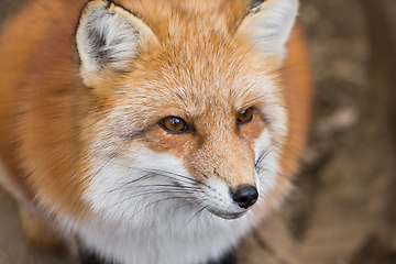 Image showing Vulpes vulpes at outdoor