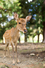 Image showing Cute little deer