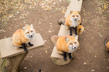 Image showing Group of fox at zoo park