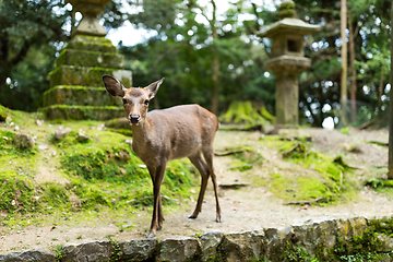 Image showing Deer in temple
