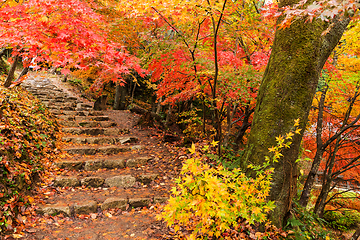 Image showing Autumn maple tree