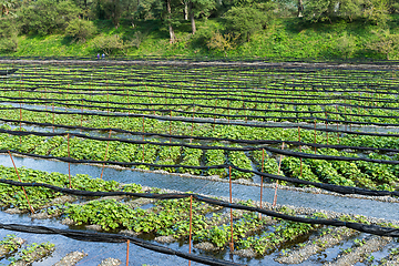 Image showing Fresh Wasabi farm