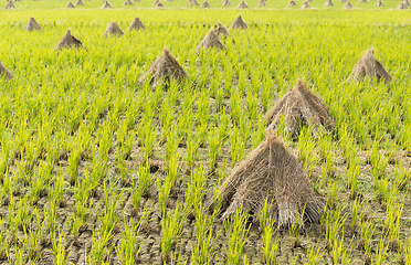 Image showing Rice field