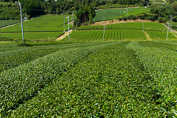 Image showing Fresh Green tea field