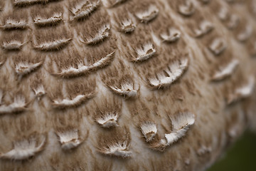 Image showing mushroom