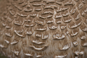 Image showing mushroom