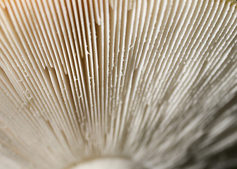 Image showing mushroom