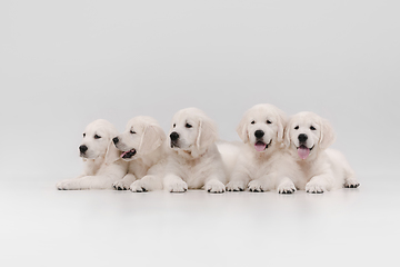 Image showing Studio shot of english cream golden retrievers isolated on white studio background