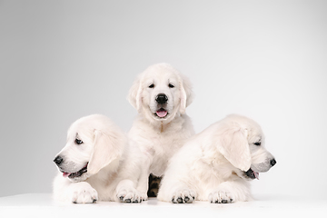 Image showing Studio shot of english cream golden retrievers isolated on white studio background