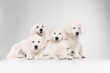 Image showing Studio shot of english cream golden retrievers isolated on white studio background