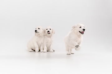 Image showing Studio shot of english cream golden retrievers isolated on white studio background