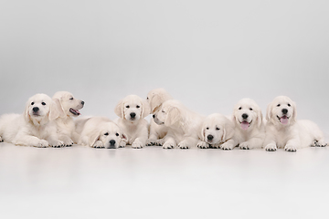 Image showing Studio shot of english cream golden retrievers isolated on white studio background