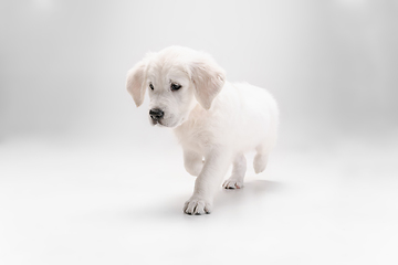 Image showing Studio shot of english cream golden retriever isolated on white studio background