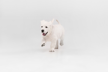 Image showing Studio shot of english cream golden retriever isolated on white studio background