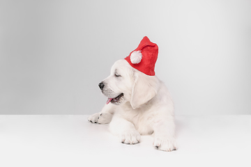 Image showing Studio shot of english cream golden retriever isolated on white studio background