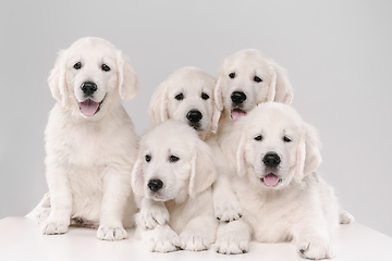 Image showing Studio shot of english cream golden retrievers isolated on white studio background