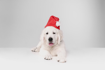 Image showing Studio shot of english cream golden retriever isolated on white studio background