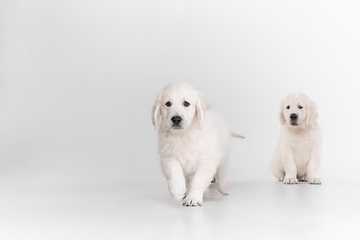 Image showing Studio shot of english cream golden retrievers isolated on white studio background