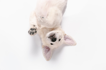 Image showing Studio shot of english cream golden retriever isolated on white studio background