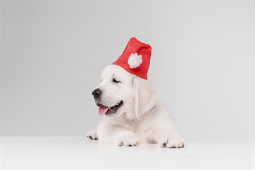 Image showing Studio shot of english cream golden retriever isolated on white studio background