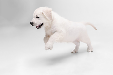 Image showing Studio shot of english cream golden retriever isolated on white studio background