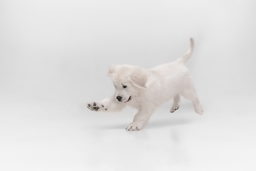 Image showing Studio shot of english cream golden retriever isolated on white studio background