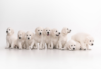 Image showing Studio shot of english cream golden retrievers isolated on white studio background