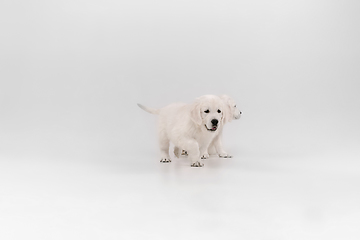 Image showing Studio shot of english cream golden retrievers isolated on white studio background