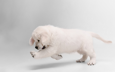 Image showing Studio shot of english cream golden retriever isolated on white studio background