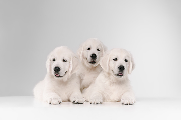 Image showing Studio shot of english cream golden retrievers isolated on white studio background