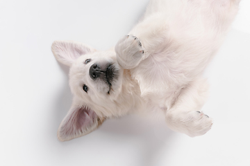 Image showing Studio shot of english cream golden retriever isolated on white studio background