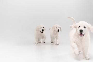 Image showing Studio shot of english cream golden retrievers isolated on white studio background