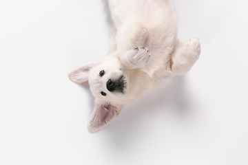 Image showing Studio shot of english cream golden retriever isolated on white studio background