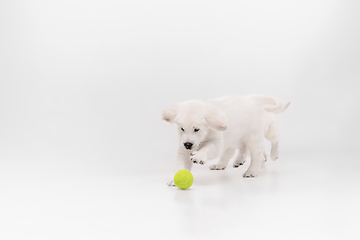 Image showing Studio shot of english cream golden retriever isolated on white studio background