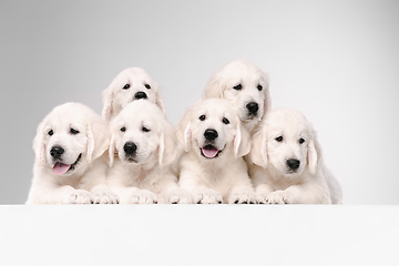 Image showing Studio shot of english cream golden retrievers isolated on white studio background