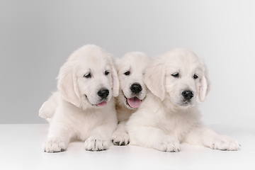 Image showing Studio shot of english cream golden retrievers isolated on white studio background