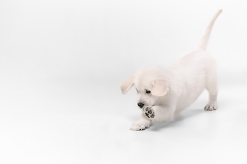 Image showing Studio shot of english cream golden retriever isolated on white studio background